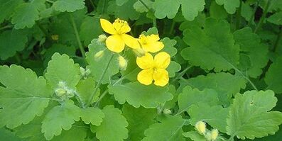 Traitement des champignons à ongles sur les jambes de Celandine